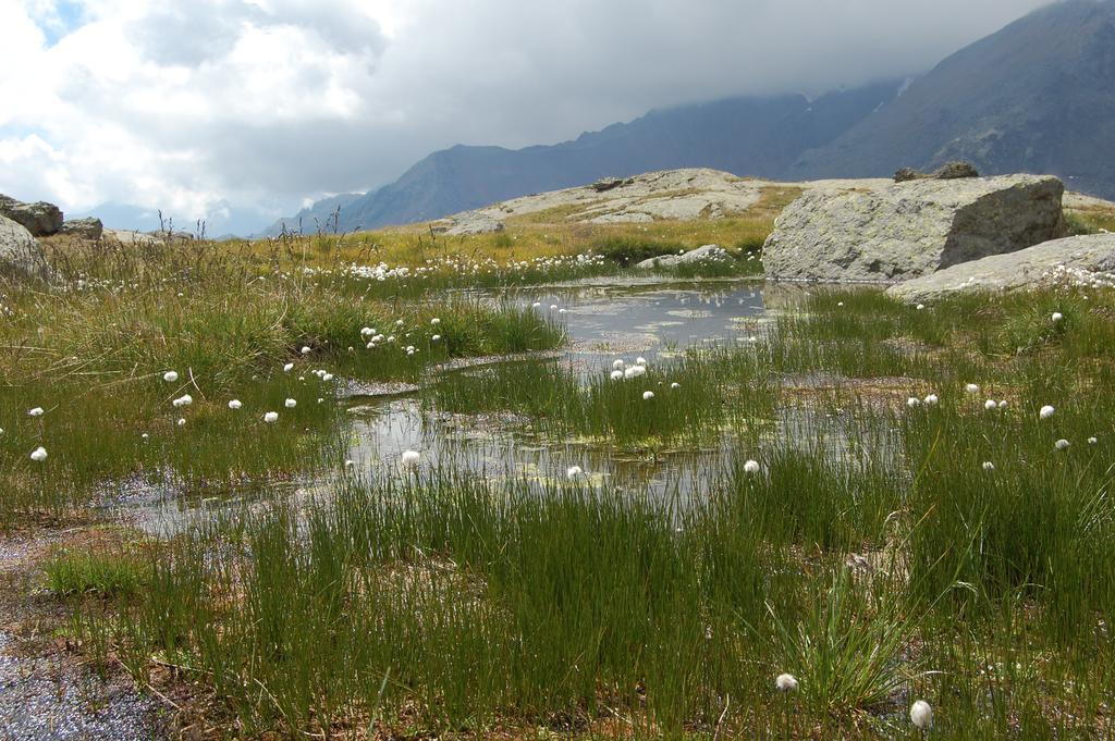 Appartamenti Welcome In Val Di Sole Casa Orti أوسانا المظهر الخارجي الصورة